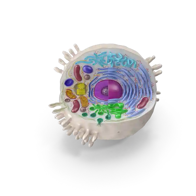 Cell